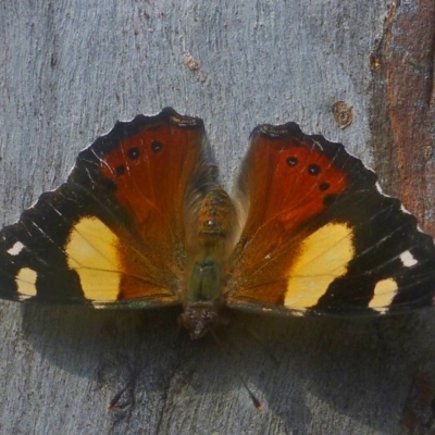 Vanessa itea (Yellow Admiral) at Aranda, ACT - 22 Jan 2014 by JanetRussell