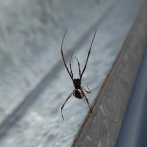 Theridiidae (family) at Yass River, NSW - 28 Oct 2019