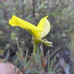 Gompholobium huegelii (pale wedge–pea) at Yass River, NSW - 4 Nov 2019 by SenexRugosus