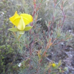 Gompholobium huegelii at Yass River, NSW - 4 Nov 2019