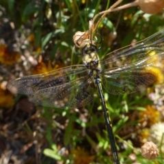 Hemicordulia tau (Tau Emerald) at Aranda, ACT - 8 Dec 2013 by JanetRussell