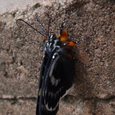 Phalaenoides glycinae (Grapevine Moth) at Aranda, ACT - 6 Dec 2013 by JanetRussell