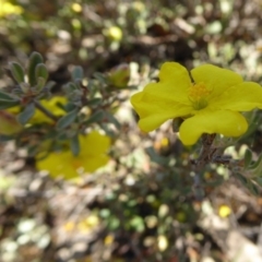 Hibbertia monogyna (A Guinea-Flower) at Yass River, NSW - 30 Oct 2019 by SenexRugosus