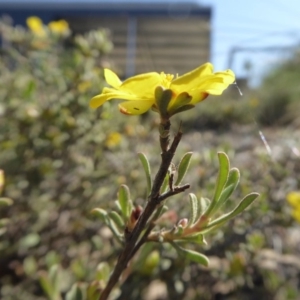 Hibbertia monogyna at Yass River, NSW - 31 Oct 2019