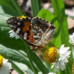 Vanessa kershawi at Aranda, ACT - 27 Mar 2010