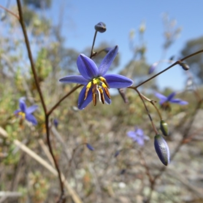 Stypandra glauca (Nodding Blue Lily) at Rugosa - 30 Oct 2019 by SenexRugosus