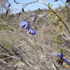 Stypandra glauca at Yass River, NSW - 31 Oct 2019