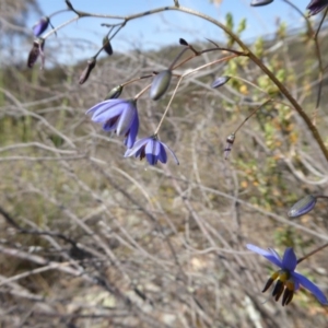 Stypandra glauca at Yass River, NSW - 31 Oct 2019 09:11 AM