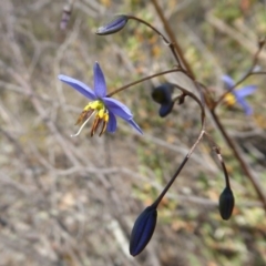 Stypandra glauca at Yass River, NSW - 31 Oct 2019