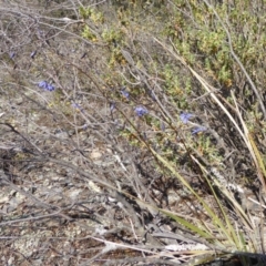 Stypandra glauca at Yass River, NSW - 31 Oct 2019