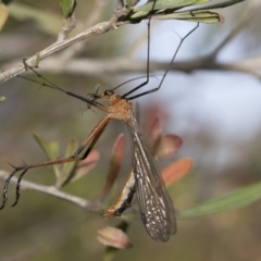 Harpobittacus australis (Hangingfly) at The Pinnacle - 31 Oct 2019 by AlisonMilton