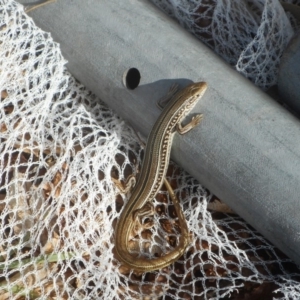 Ctenotus robustus at Latham, ACT - 4 Nov 2019 04:57 PM