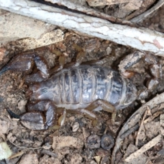 Urodacus manicatus (Black Rock Scorpion) at Majura, ACT - 22 Sep 2019 by jb2602