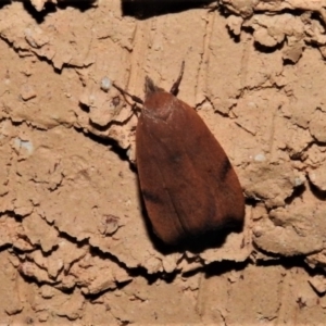 Tortricopsis uncinella at Wanniassa, ACT - 4 Nov 2019 09:49 PM