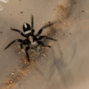 Salpesia sp. (genus) at Acton, ACT - 2 Nov 2019 10:30 AM