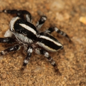 Euophryinae sp. (Mr Stripey) undescribed at Acton, ACT - 2 Nov 2019