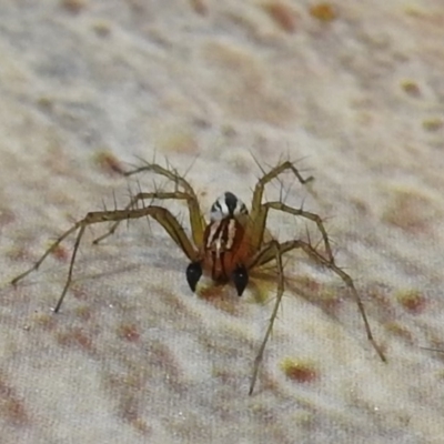 Oxyopes sp. (genus) (Lynx spider) at Kambah, ACT - 4 Nov 2019 by HelenCross