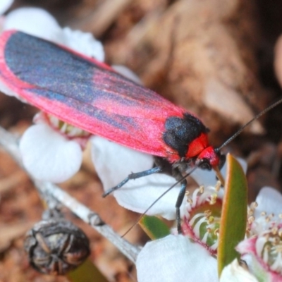 Scoliacma bicolora (Red Footman) at Coree, ACT - 4 Nov 2019 by Harrisi