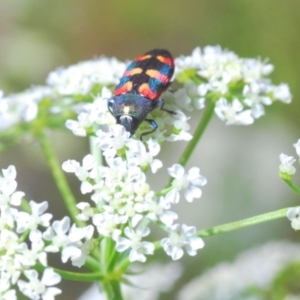 Castiarina sexplagiata at Stromlo, ACT - 4 Nov 2019