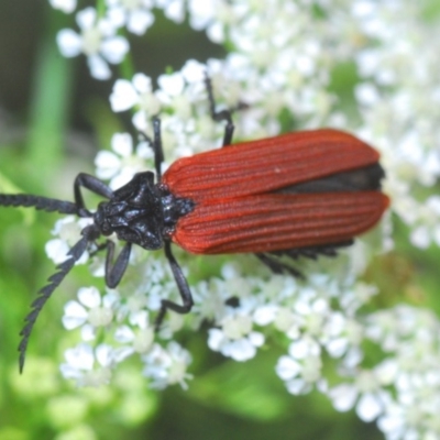 Porrostoma sp. (genus) (Lycid, Net-winged beetle) at Stromlo, ACT - 4 Nov 2019 by Harrisi
