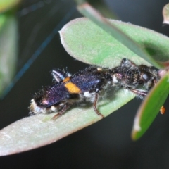 Eleale pulchra (Clerid beetle) at Coree, ACT - 4 Nov 2019 by Harrisi