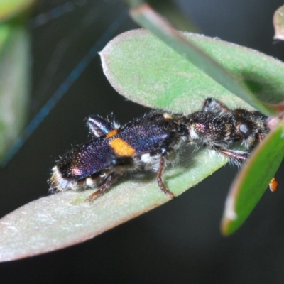 Eleale pulchra (Clerid beetle) at Coree, ACT - 4 Nov 2019 by Harrisi