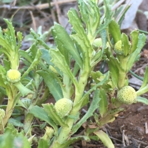 Centipeda cunninghamii at Watson, ACT - 4 Nov 2019