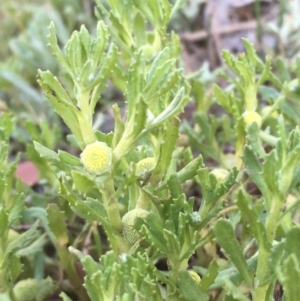 Centipeda cunninghamii at Watson, ACT - 4 Nov 2019