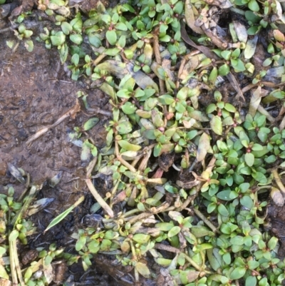 Elatine gratioloides (Waterwort) at Mount Majura - 4 Nov 2019 by JaneR