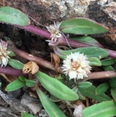 Alternanthera denticulata (Lesser Joyweed) at Majura, ACT - 4 Nov 2019 by JaneR