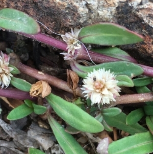 Alternanthera denticulata at Majura, ACT - 4 Nov 2019