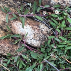 Alternanthera denticulata at Majura, ACT - 4 Nov 2019