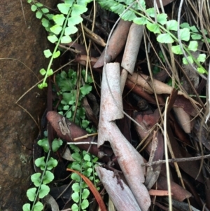 Asplenium flabellifolium at Hackett, ACT - 29 Mar 2014