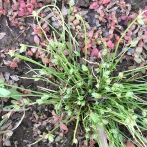 Isolepis cernua at Hackett, ACT - 4 Nov 2019