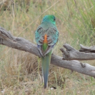 Psephotus haematonotus (Red-rumped Parrot) at Tuggeranong DC, ACT - 26 Oct 2019 by michaelb