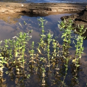 Veronica anagallis-aquatica at Gundagai, NSW - 31 Oct 2019 03:40 PM