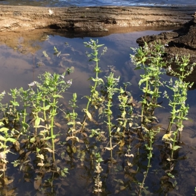 Veronica anagallis-aquatica (Blue Water Speedwell) at Gundagai, NSW - 31 Oct 2019 by JaneR