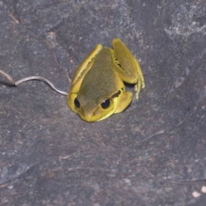 Litoria lesueuri at Stromlo, ACT - 4 Nov 2019