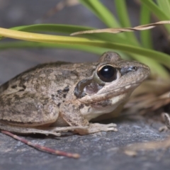 Litoria latopalmata (Broad-palmed Tree-frog) at Stromlo, ACT - 4 Nov 2019 by danswell