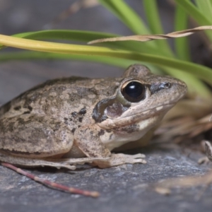 Litoria latopalmata at Stromlo, ACT - 4 Nov 2019