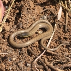 Delma impar (Striped Legless-lizard) at Forrest, ACT - 30 Sep 2019 by BrianLR