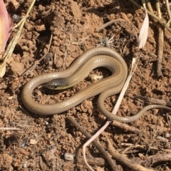 Delma impar (Striped Legless-lizard) at Forrest, ACT - 30 Sep 2019 by BrianHerps