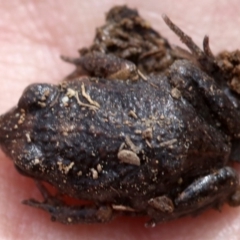 Uperoleia laevigata (Smooth Toadlet) at Majura, ACT - 22 Sep 2019 by jb2602