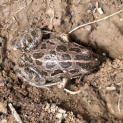 Limnodynastes tasmaniensis at Majura, ACT - 22 Sep 2019