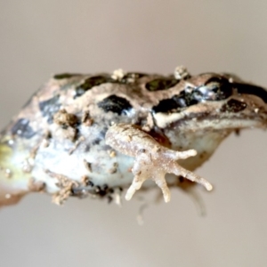 Limnodynastes tasmaniensis at Majura, ACT - 22 Sep 2019