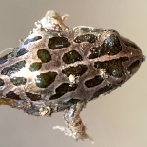 Limnodynastes tasmaniensis at Majura, ACT - 22 Sep 2019