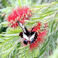 Papilio aegeus (Orchard Swallowtail, Large Citrus Butterfly) at Ainslie, ACT - 4 Nov 2019 by jb2602