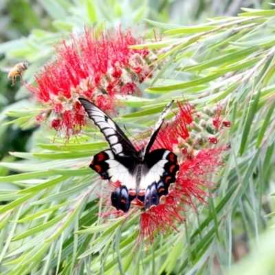 Papilio aegeus (Orchard Swallowtail, Large Citrus Butterfly) at Ainslie, ACT - 3 Nov 2019 by jbromilow50