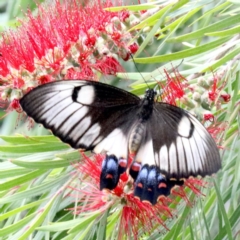 Papilio aegeus at Ainslie, ACT - 4 Nov 2019 10:05 AM