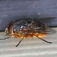 Calliphora stygia (Brown blowfly or Brown bomber) at Ainslie, ACT - 21 Oct 2019 by jb2602